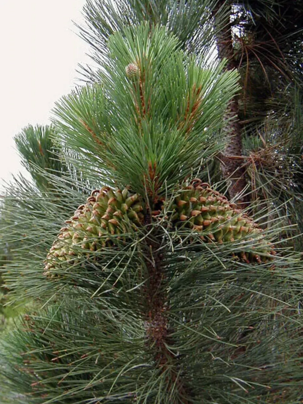 Семена Сосна Культера (Pinus coulteri) 1гр