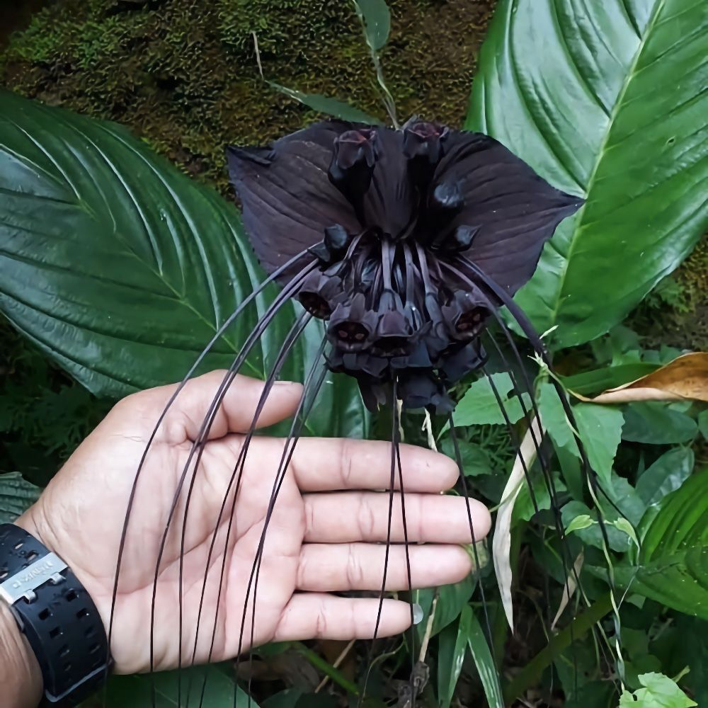 Такка черная Летучая мышь Tacca Chantieri black семена 5 шт