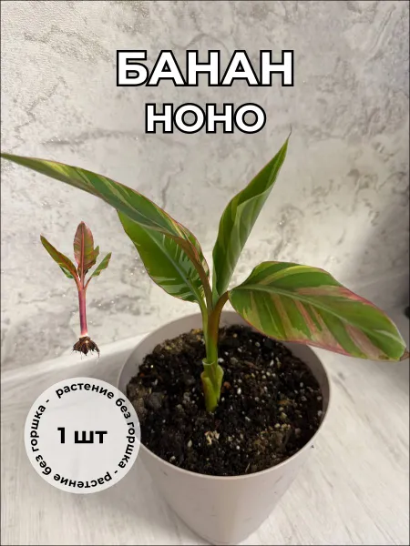 Банан Ноно вариегата 30 см