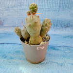 Tephrocactus Articulatus (Тефрокактус)