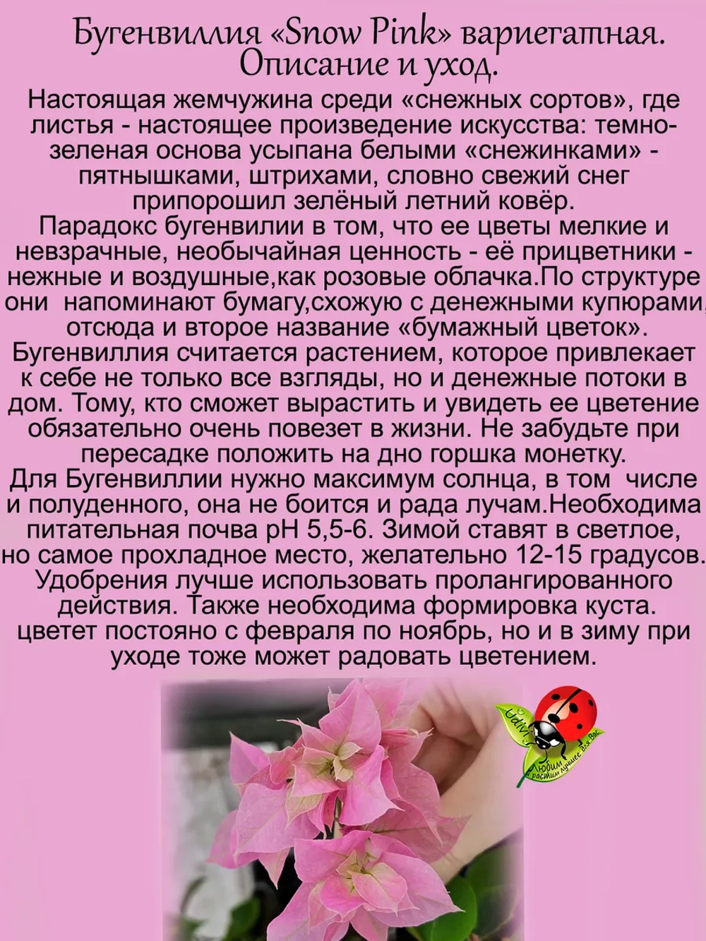 Бугенвиллия Розовый снег денежный цветок