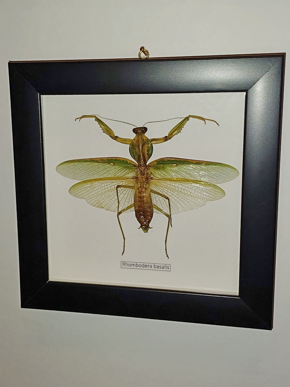 Богомол Rhombodera basalis в рамке