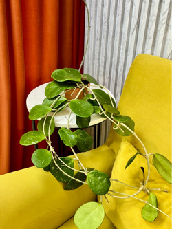 Хойя Обавата Сплэш, D14см Н45см, 1шт, Urban Jungle (7143)
