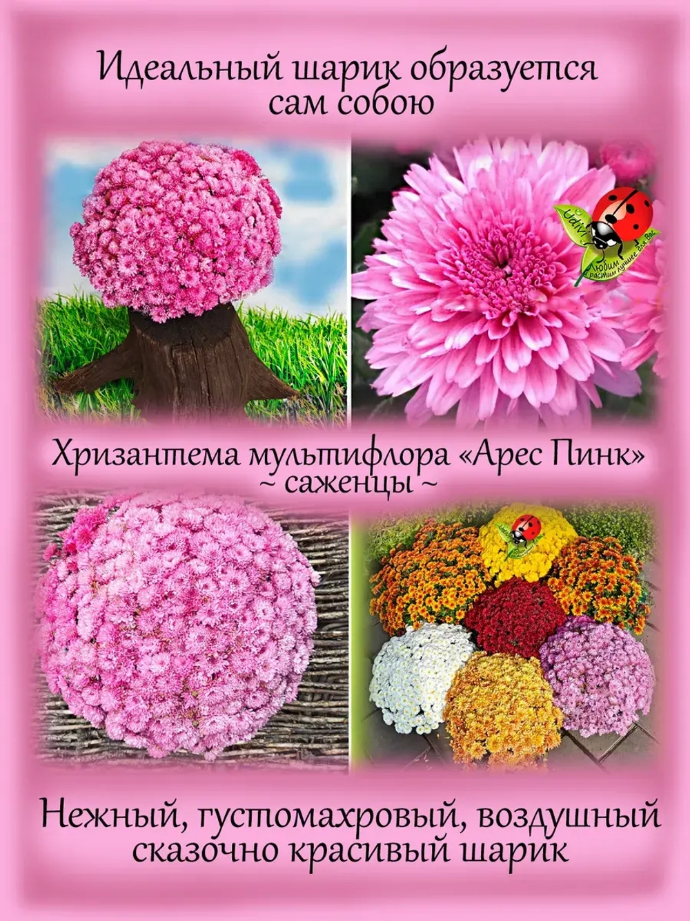 Хризантема Арес Пинк мультифлора