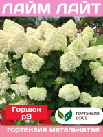 Лайт Лайм гортензия метельчатая
