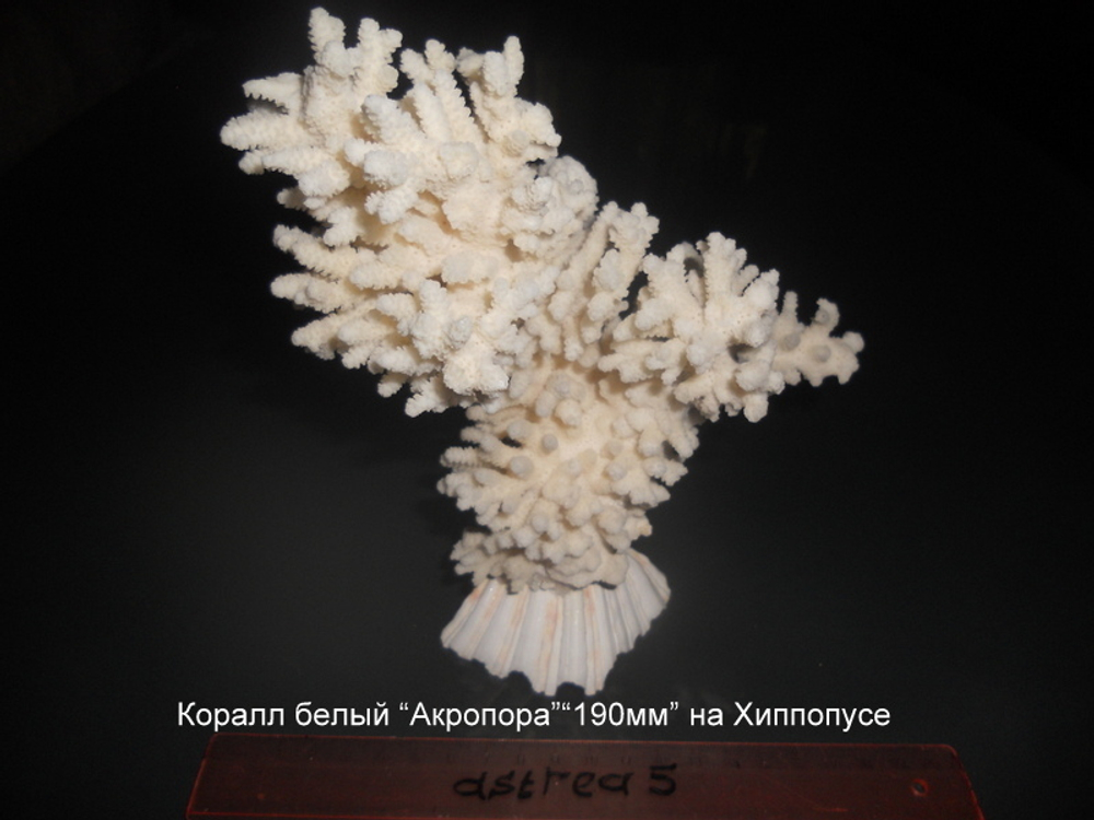 Коралл белый "Акропора""190мм-200-260мм" на Хиппопусе