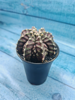 Gymnocalycium T-Rex Pink hybride (Гимнокалициум T-rex)