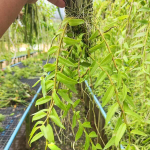 Орхидея DENDROBIUM APHYLLUM (Н77)