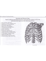 Anatomy of Bone System: Students Workbook / Анатомия костной системы. Рабочая тетрадь