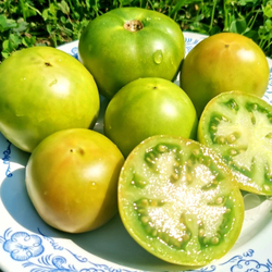 Помидоры Зелёный Карлик Келли - Dwarf Kelly Green Tomato