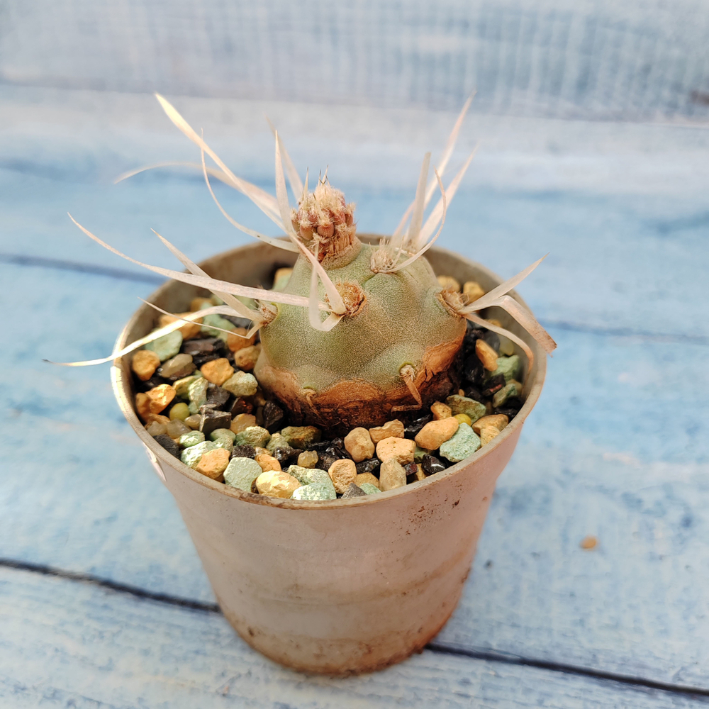 Tephrocactus Articulatus Papyracanthus (Тефрокактус)