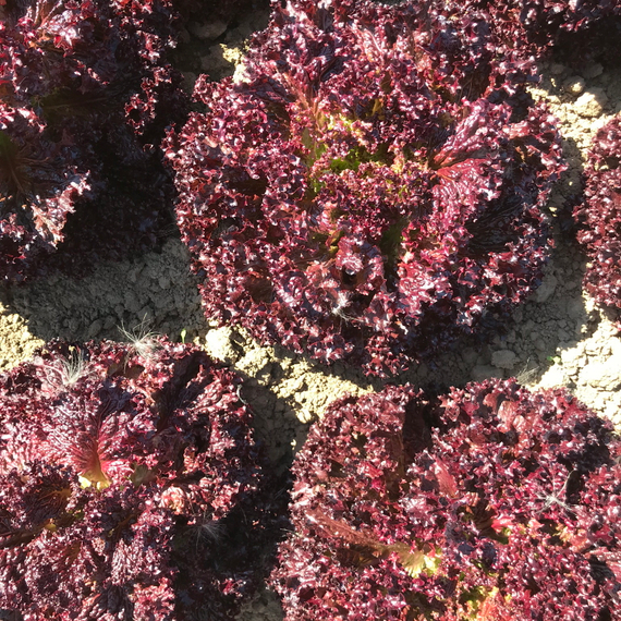 Кармези семена салата лолло росса (Rijk Zwaan / ALEXAGRO) культура – фото 1