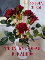 Роза кустовая бархатная, в кашпо.