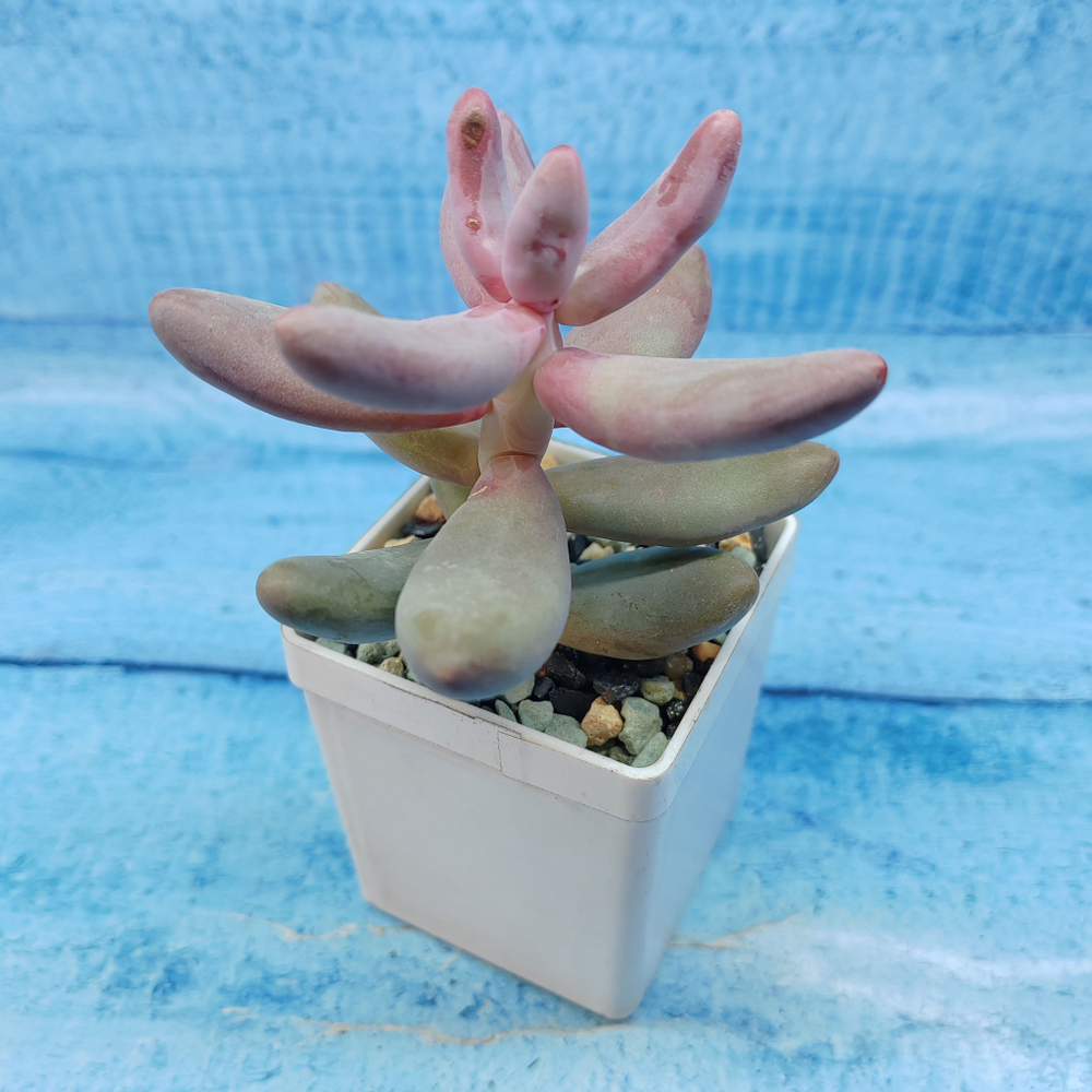 Pachyphytum Ganzhou (Пахифитум)