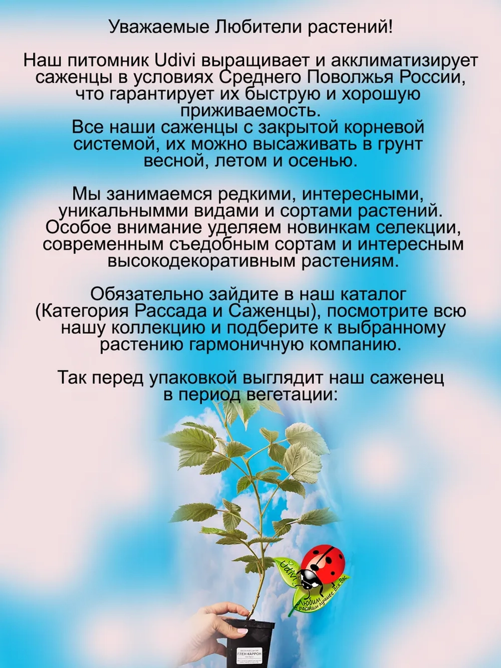Малина Глен Каррон бесшипая очень сладкая