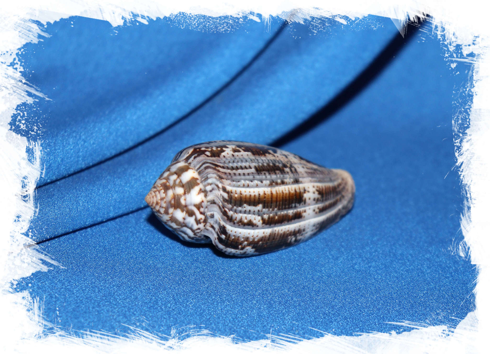 Конус ахатинус (Conus achatinus)