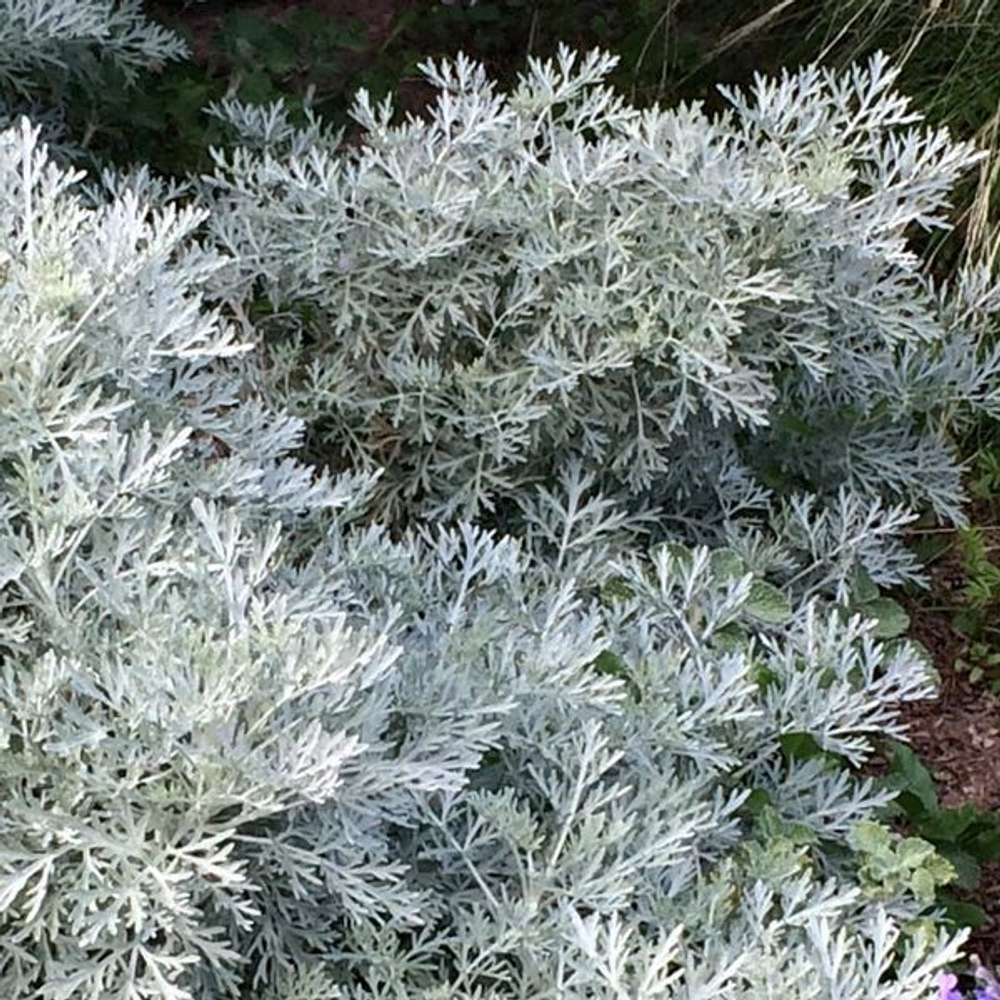 Полынь "Powis Castle". Artemisia "Powis Castle".