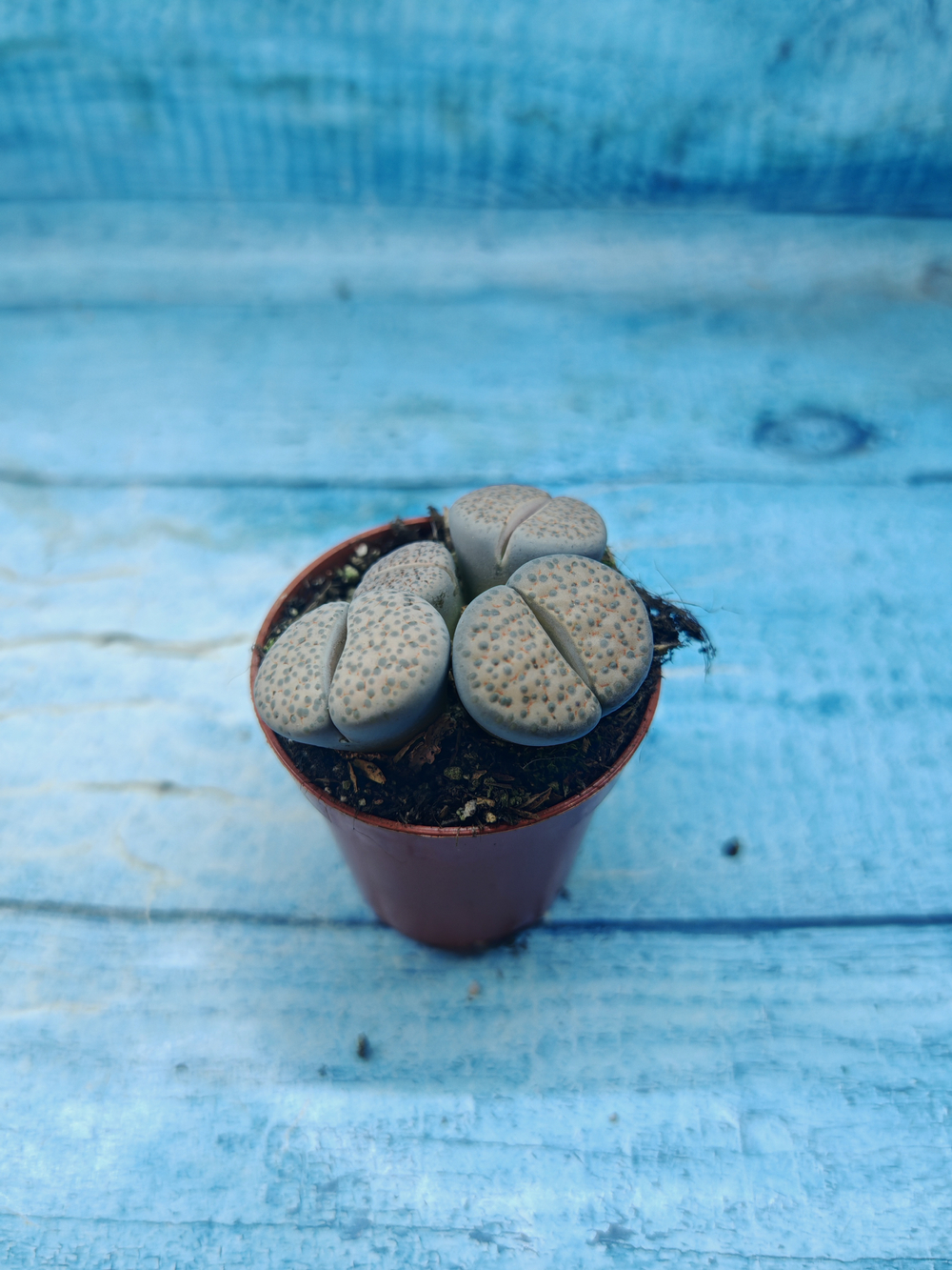 Lithops sp. (Литопсы)