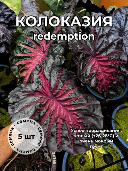 Колоказия Редемпшн Redemption — семена, 5 шт.