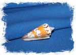 Конус Генералис (Conus generalis) 6,3см. 1шт.