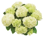 Саксон «Брайт Уайт» (Saxon Bright White) р14 Европа весна 2027 г.