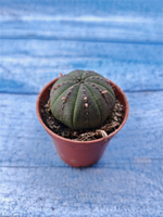 Euphorbia Obesa (Эуфорбия)