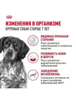 Royal Canin Medium Adult 7+ (Роял Канин Медиум Эдалт 7+) для средних пожилых собак (от 7 лет)