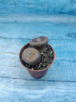 Lithops sp. (Литопсы)