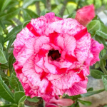 Адениум PINK HEART (W20)