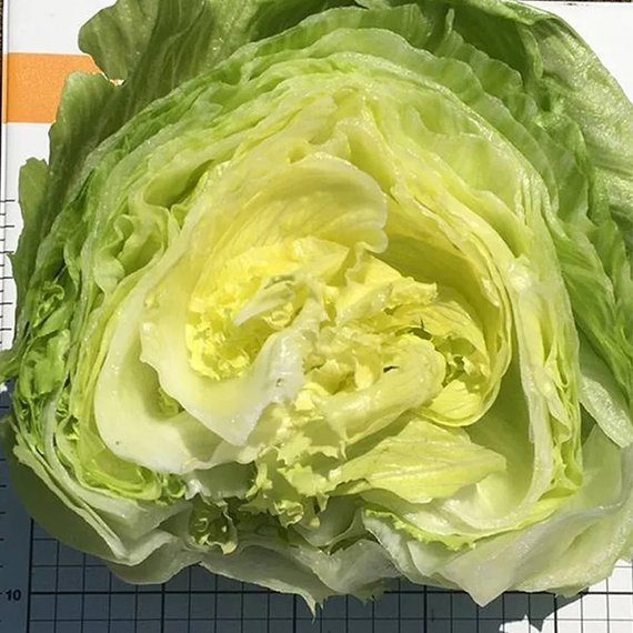 Либеркин семена салата айсберг (Nunhems / ALEXAGRO) культура – фото 3