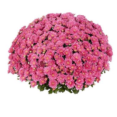 7013 Хризантема мультифлора DITTO DARK PINK (ОСЕНЬ 2025)