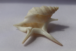 Морская ракушка Куриная нога (Aporrhais pesgallinae) 3,2 см.