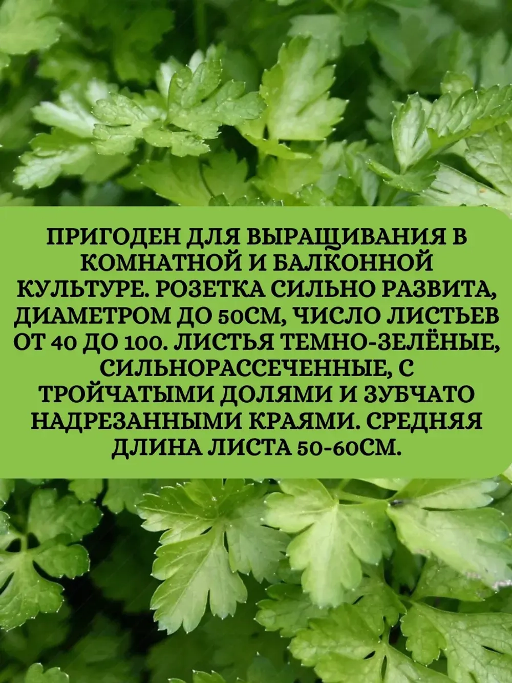 Семена Петрушка Обыкновенная листовая (10 гр)