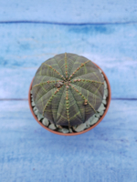 Euphorbia Obesa (Эуфорбия)