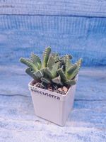 Faucaria Tigrina (Фаукария)
