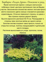Барбарис Золотая мечта Голден Дрим многолетний