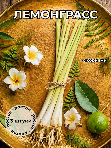 Лемонграсс укорененный росток 3 штуки