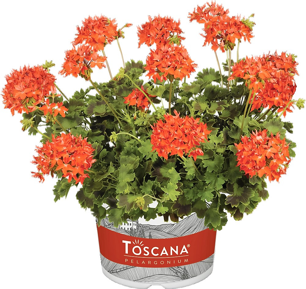 Пеларгония зональная Toscana Summer Twist Red ОКС укорененный черенок