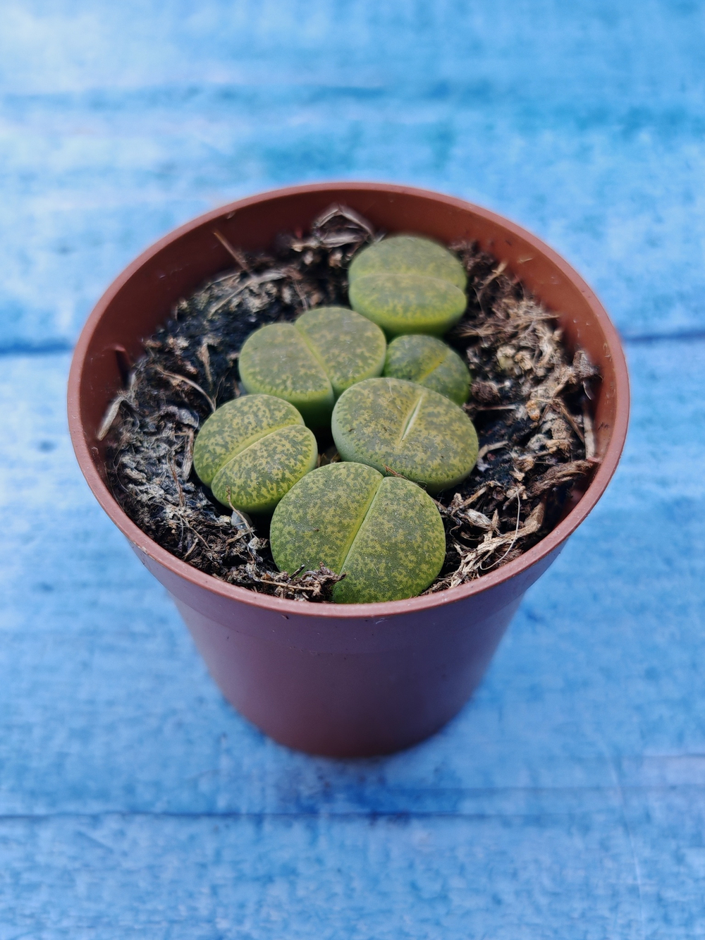Lithops sp. (Литопсы)