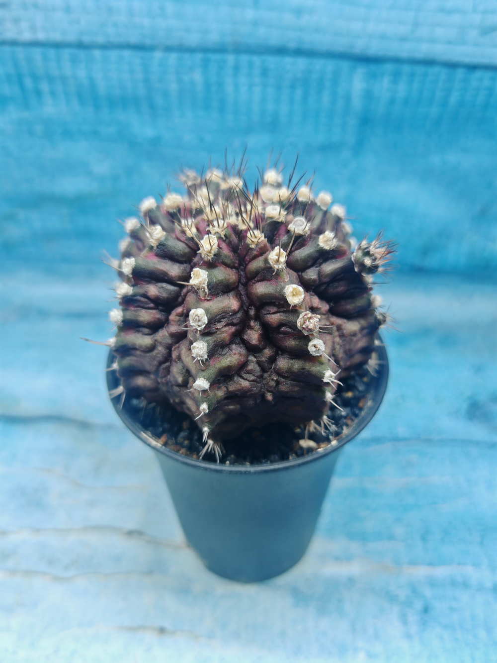 Gymnocalycium T-Rex Pink hybrid (Гимнокалициум T-rex)