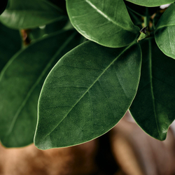 IKEA FICUS  (ИКЕА ФИСУС)  -  Растение в горшке - бонсай разные цвета 12 см