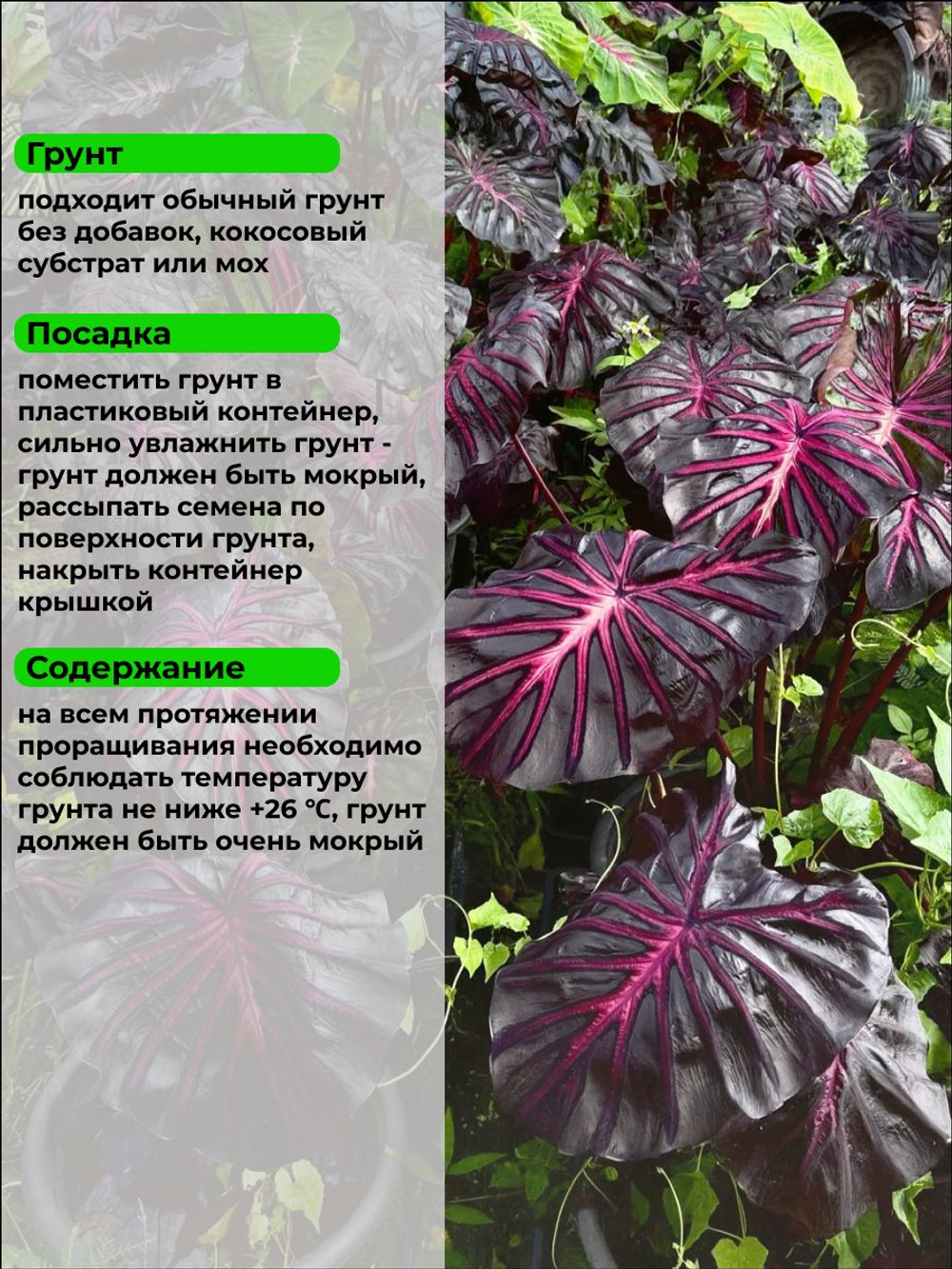 Колоказия "Король" семена 5 штук