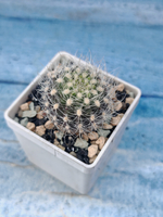 Neoporteria Gerocephala (Неопортения)