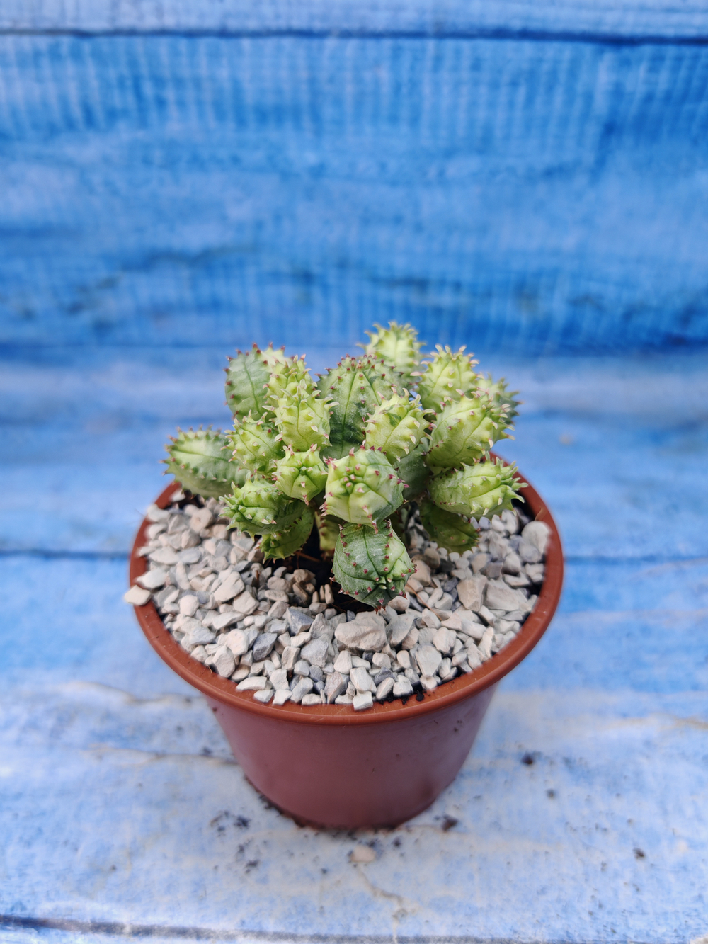 Euphorbia Pseudoglobosa variagate (Эуфорбия)