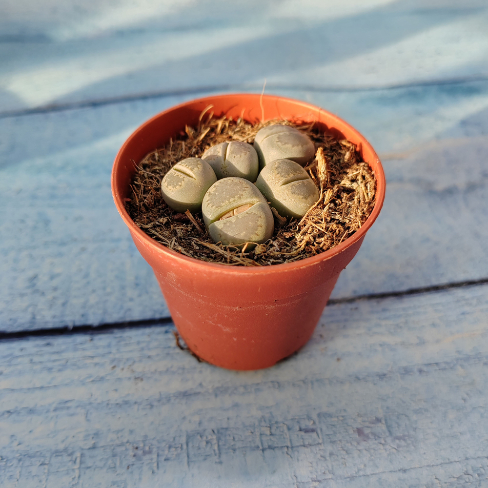 Lithops sp. (Литопсы)