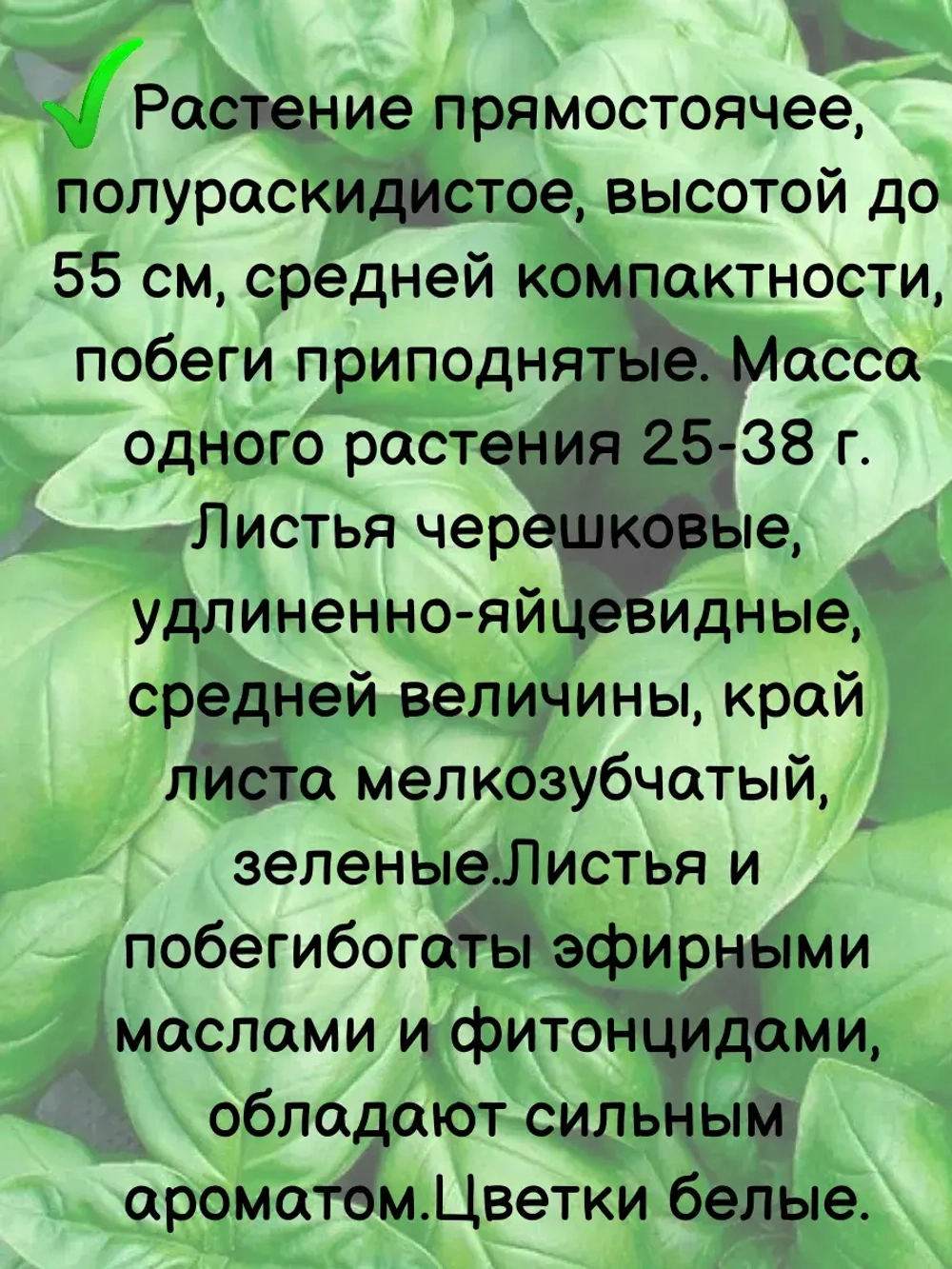 Семена Базилик "Тонус" 10 гр