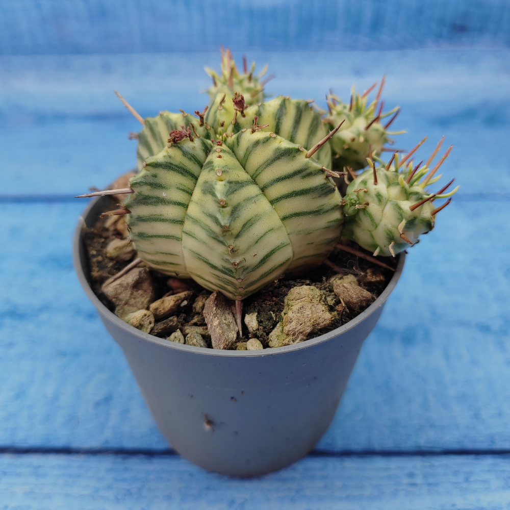 Euphorbia meloformis f. Variegated (Эуфорбия вариегатная)