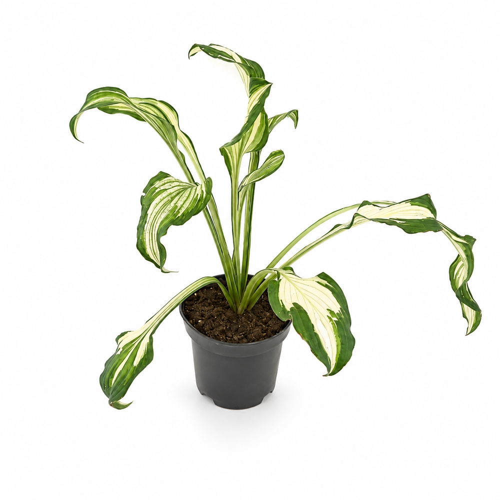 Хоста ‘Mediovariegata’